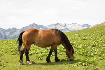Fototapeta na wymiar A wild horse in the mountains grazing alone