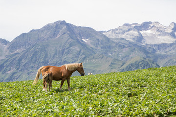 Fototapeta premium A wild horse in the mountains