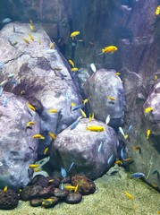  enter the world of fish and corals