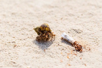 Cigarettes in the sand that affect the ecosystem.