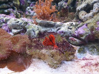  enter the world of fish and corals
