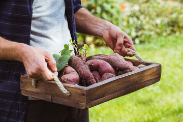 Fresh organic sweet potatoes in hands.