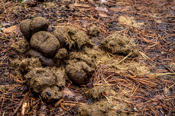 fresh horse manure on a forest trail