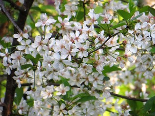 flowers of bird cherry tree in spring