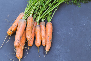 Fresh bunch of carrots on a black background