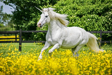 A unicorn runs free in a field of buttercups
