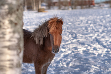Obraz premium Brown Icelandic horse peeking out from behind a tree