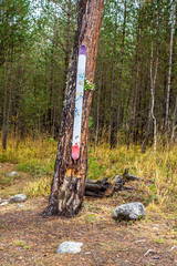 skis nailed to a tree