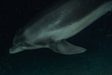 Fototapeta premium Dolphin swimming with divers in the Red Sea, Eilat Israel