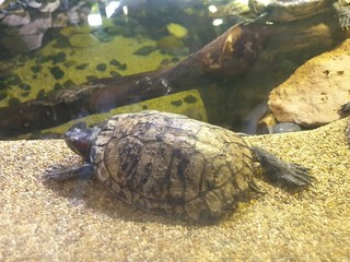 Obraz premium enter the world of fish and corals