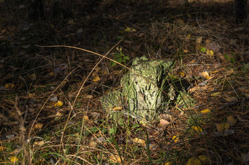 stump in the autumn sun