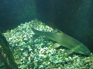  enter the world of fish and corals