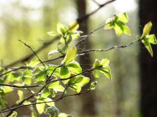 green leaves of tree in spring