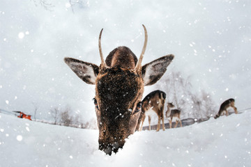 Beautiful white-tailed deer in winter. Christmas concept.