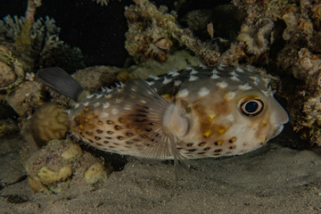 Fish swim in the Red Sea, colorful fish, Eilat Israel