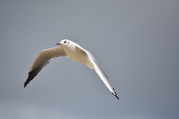 Mouette en vol
