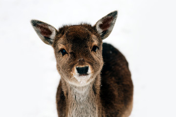 Beautiful white-tailed deer in winter. Christmas concept.