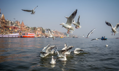 Seagulls of Varanasi