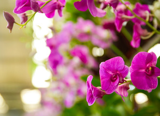pink Phalaenopsis or Moth dendrobium Orchid flower in winter or spring day tropical garden Floral nature background.Selective focus.agriculture idea concept design with copy space add text.