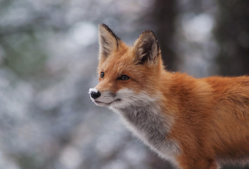 Red fox
