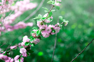 branch with little pink flowers.