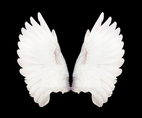 Fototapeta na wymiar Angel wings isolated on black background. The wings of the pigeon.