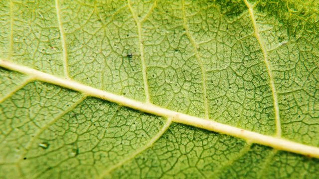 Leaf of the plant. The complex structure of tortuous veins. Macro of leaf structure. Nature background or wallpaper. neam leaf vines details