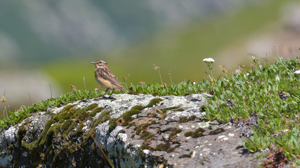 Stiaccino posato sulla roccia in alta montagna in estate