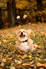 Cutest red-haired corgi playing with fallen golden leaves in the autumn park