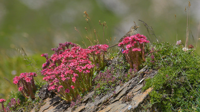 Prispolone tra i fiori alpini in alta montagna in estate