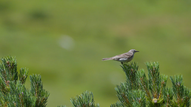 Prispolone tra i fiori alpini in alta montagna in estate