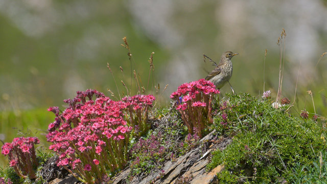 Prispolone tra i fiori alpini in alta montagna in estate