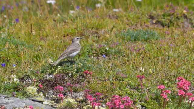 Prispolone tra i fiori alpini in alta montagna in estate
