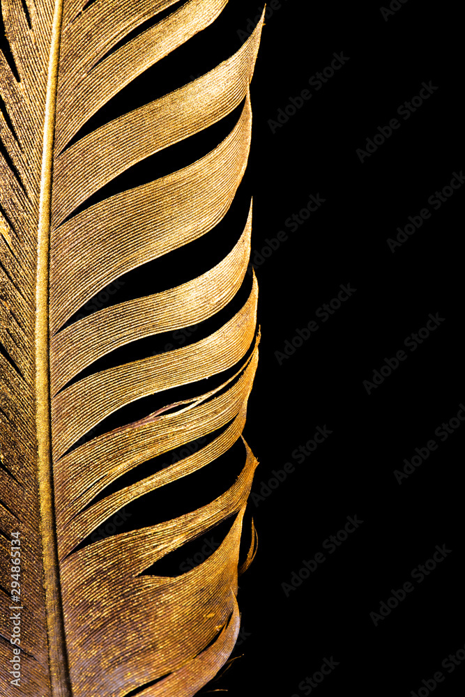 Wall mural The feather is covered with gold paint close-up. Pen for calligraphy. Golden feather.