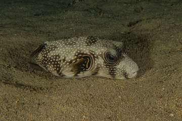 Fish swim in the Red Sea, colorful fish, Eilat Israel