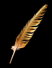 The feather is covered with gold paint close-up. Pen for calligraphy. Golden feather.