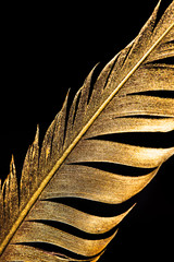 The feather is covered with gold paint close-up. Pen for calligraphy. Golden feather.
