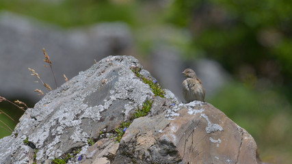 Fanello posato sulla roccia in alta montagna, in estate