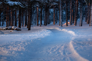 Snowy Path in Forest