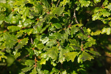 Fototapeta premium Eichenblätter und Eicheln an einem Baum