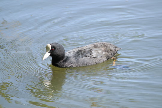 foulque sauvage