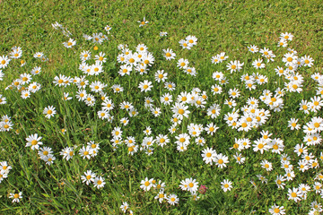 daisies on a meadow in summer