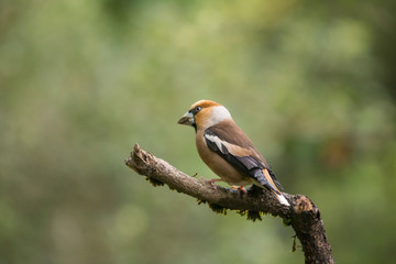 Male hawfinch perched on a branch.