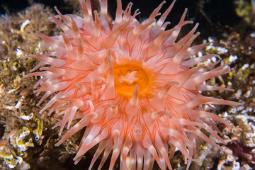 Sea Anemone at Saltstraumen, Norway
