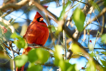 Cardinal