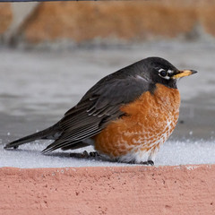Winter Robin
