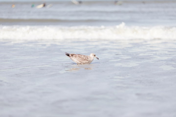 Nordsee Meer Möven und Lichtturm am Strand