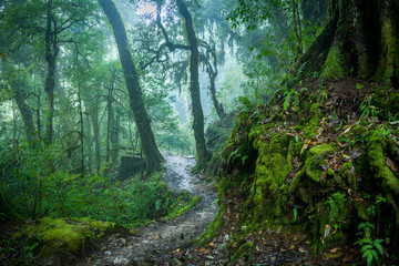 Fototapeta na wymiar Misty Himalayan forest