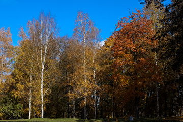 autumn in the park, trees against the blue sky