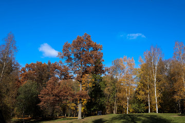 autumn in the park, trees against the blue sky